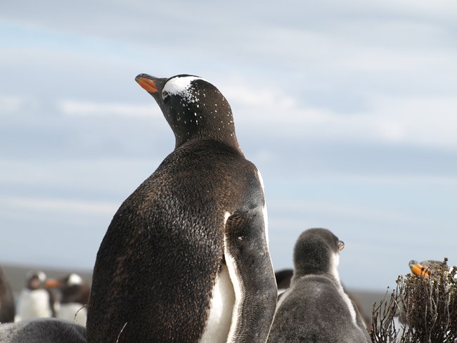 ../../Pictures/241209/030 Gentoo.JPG